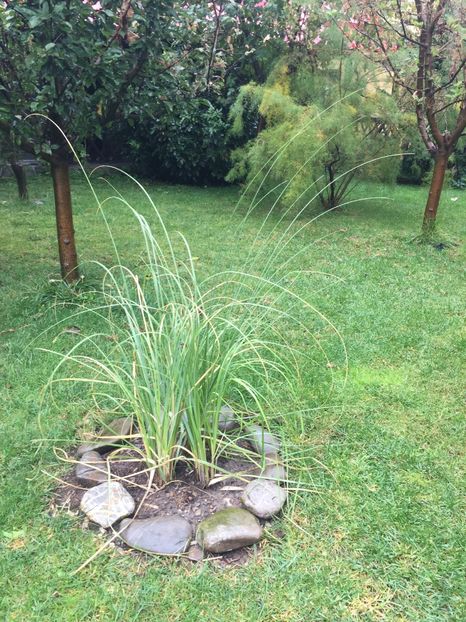 Inca una roz plantata in sept.2017 - 0015 Iarba de Pampas