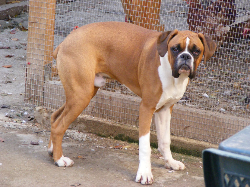 nou 129 - MAX viitorul mascul