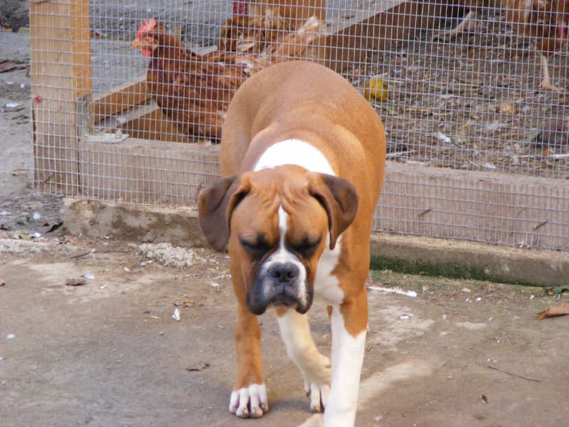 nou 130 - MAX viitorul mascul