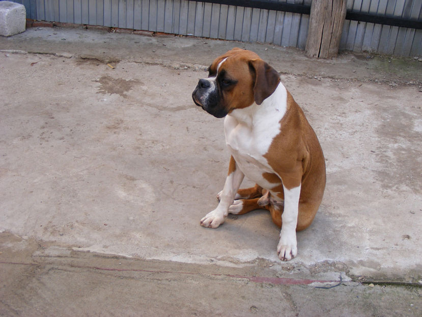 nou 131 - MAX viitorul mascul