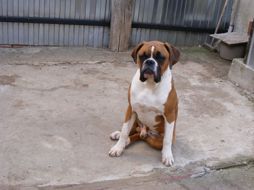 nou 132 - MAX viitorul mascul