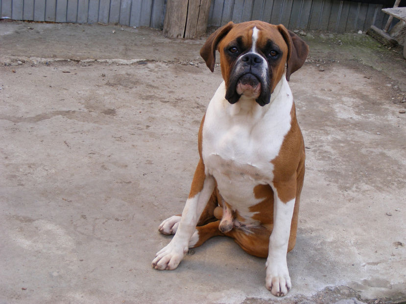 nou 133 - MAX viitorul mascul