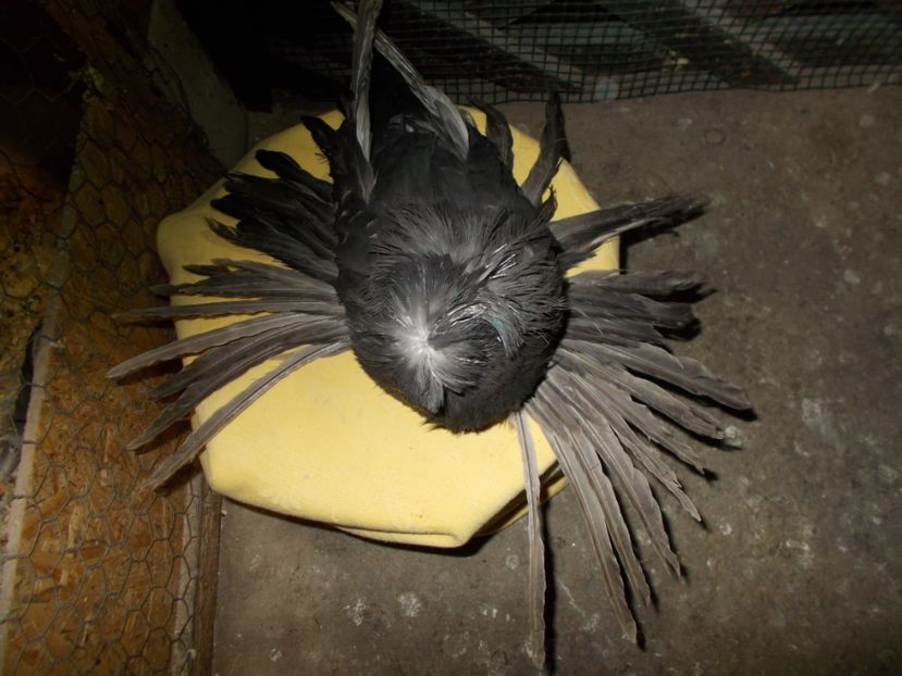  - De Vanzare Pui Tobosari 2017