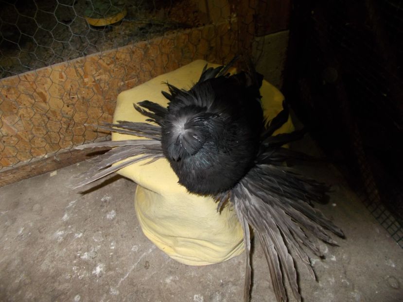  - De Vanzare Pui Tobosari 2017