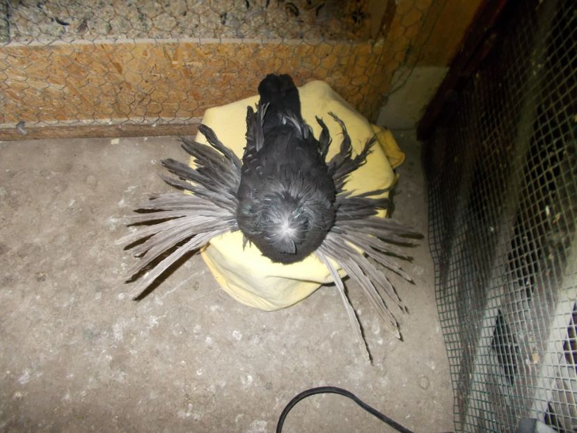  - De Vanzare Pui Tobosari 2017