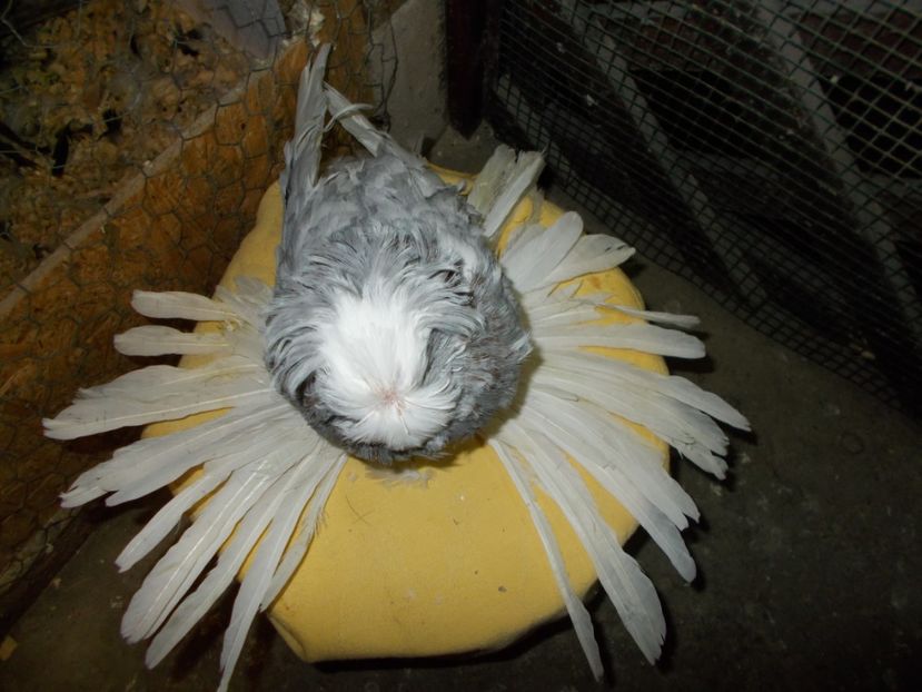  - De Vanzare Pui Tobosari 2017