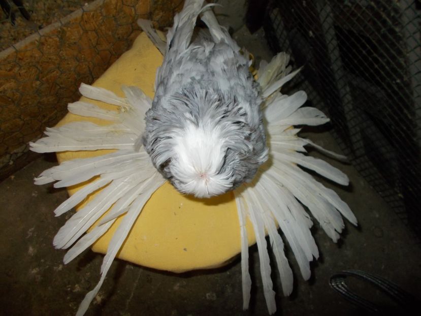  - De Vanzare Pui Tobosari 2017