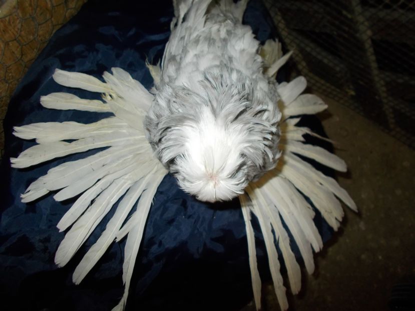  - De Vanzare Pui Tobosari 2017