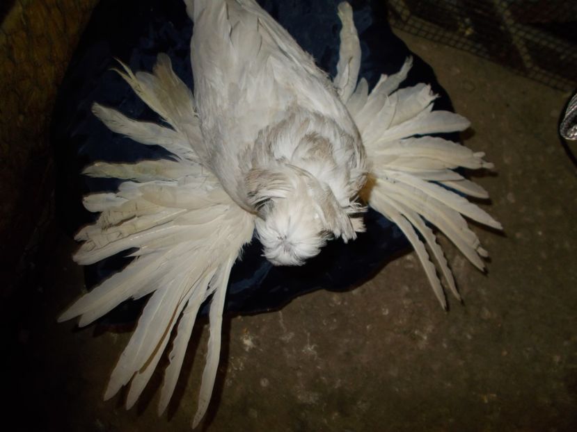  - De Vanzare Pui Tobosari 2017