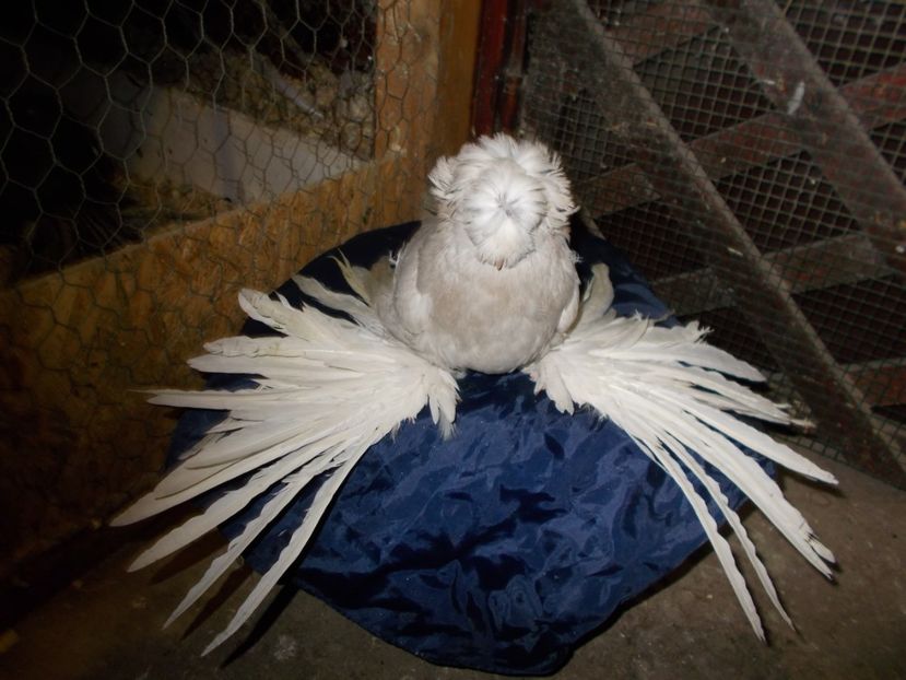  - De Vanzare Pui Tobosari 2017