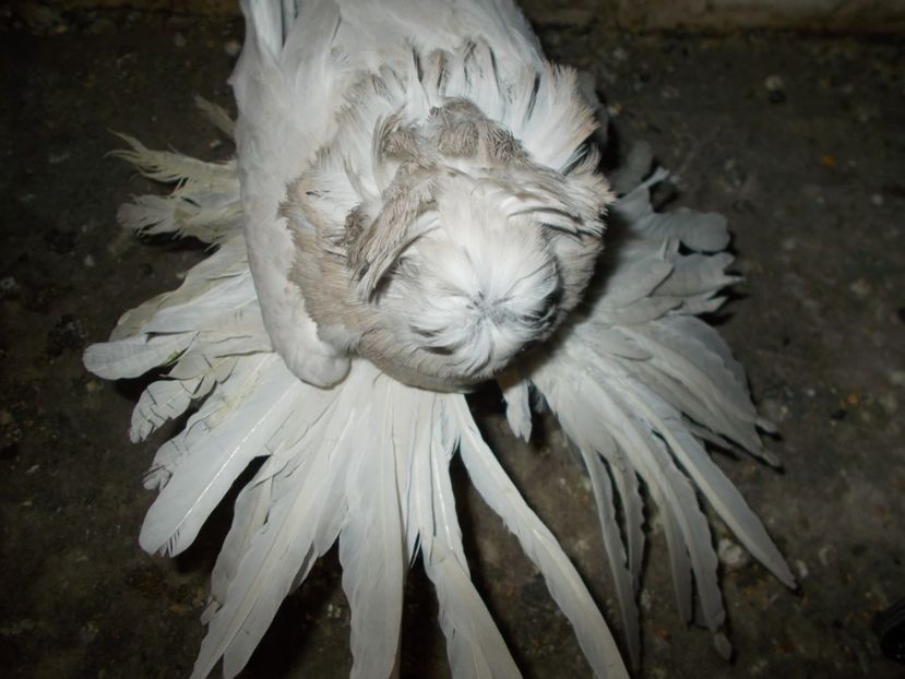  - De Vanzare Pui Tobosari 2017