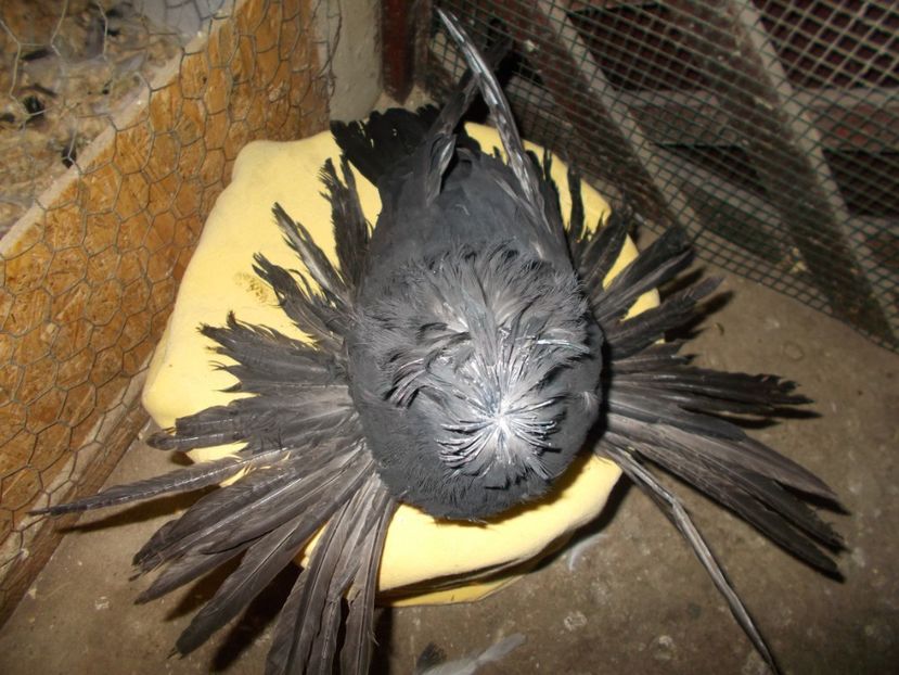  - De Vanzare Pui Tobosari 2017