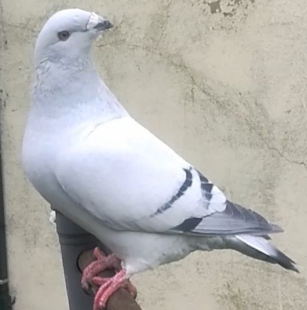 JRS17-ARCHIWUM - d- MŁODE 17- Young 17