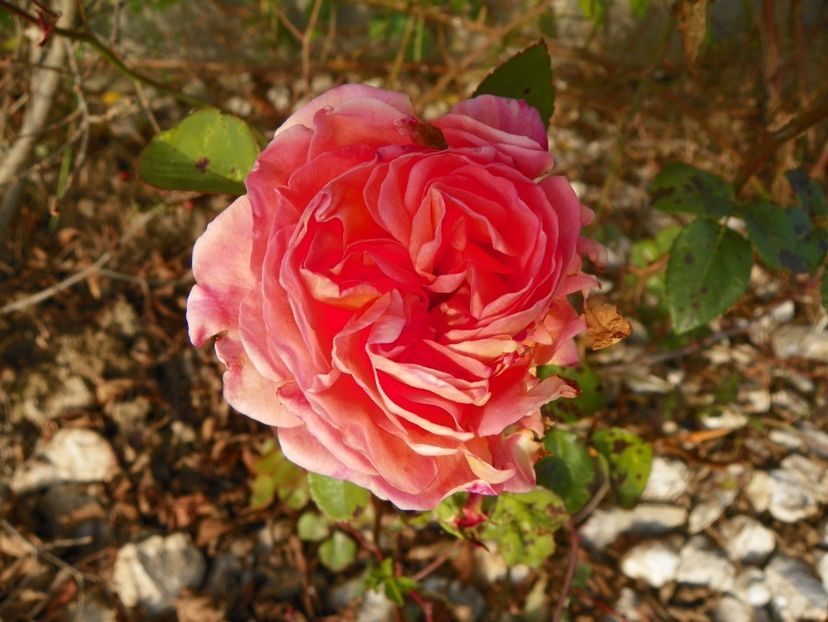 Abraham Darby - Trandafiri 2017 3