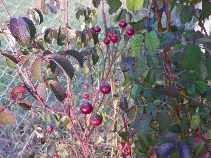 Violacea - Trandafiri 2017 3