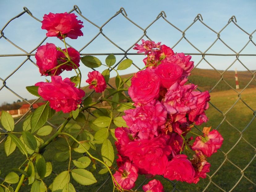 Super Dorothy - Trandafiri 2017 3