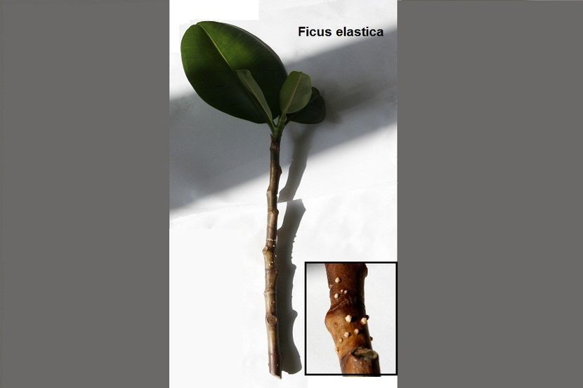 30.10.17 - 06 Ficus- inradacinare