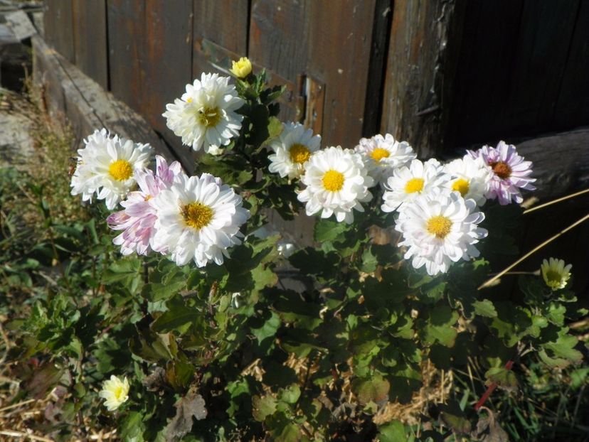 2 nov (5) - Dobarland 2017 2