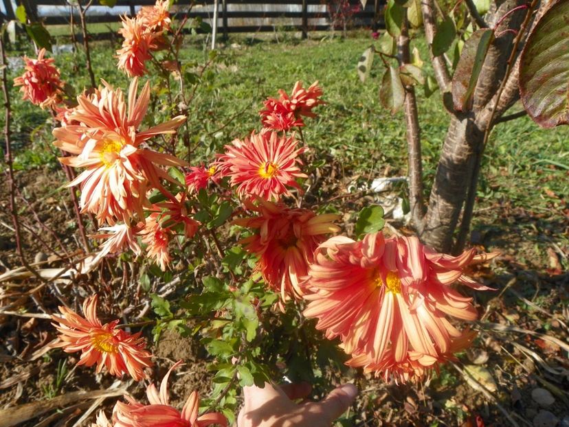 tufanele de la Dalia - Dobarland 2017 2