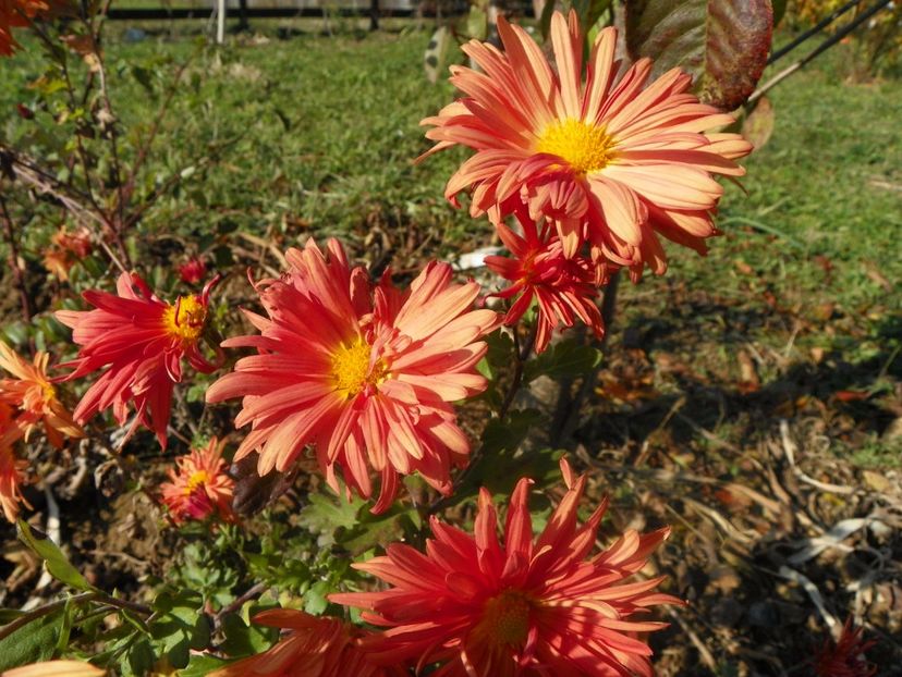 multumesc!! - Dobarland 2017 2