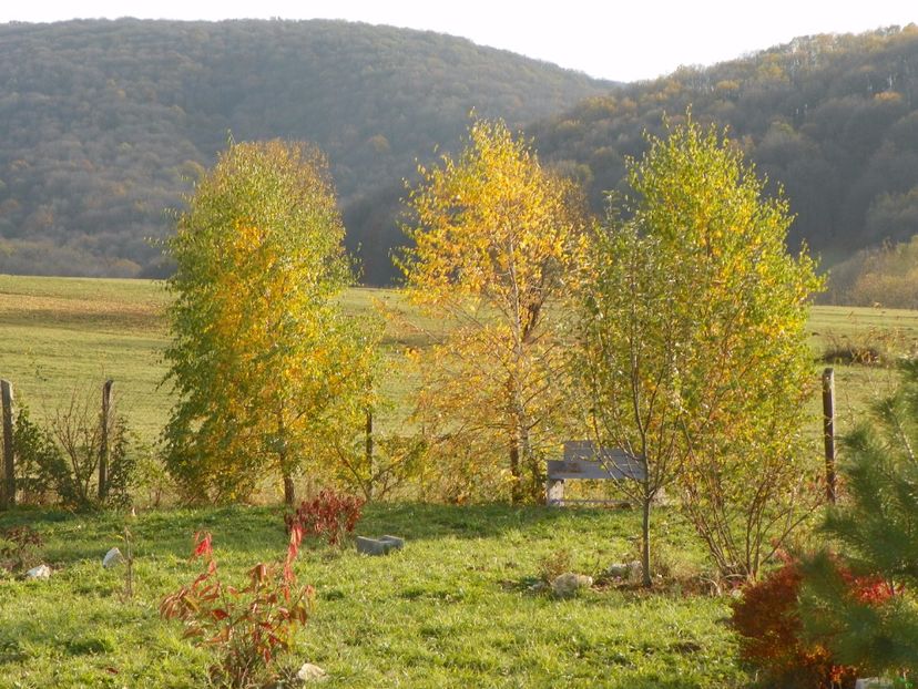mesteceni - Dobarland 2017 2