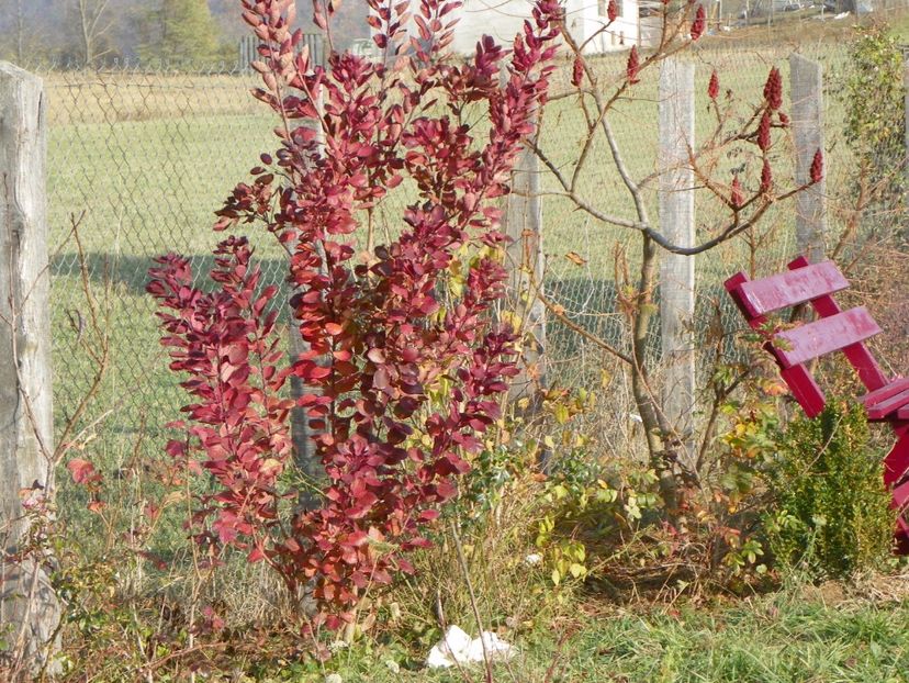 cotinus cogg. Royal Purple - Dobarland 2017 2