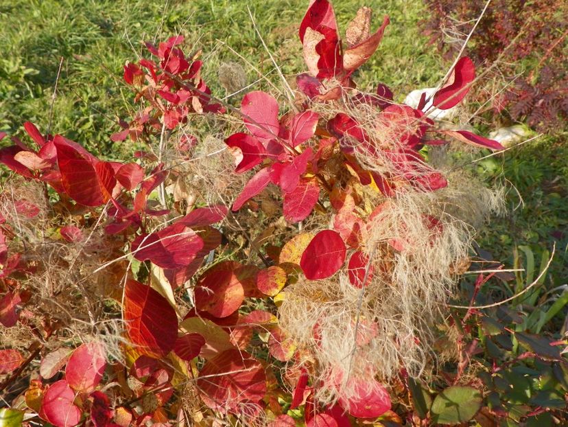 cotinus cogg. Young Lady - Dobarland 2017 2