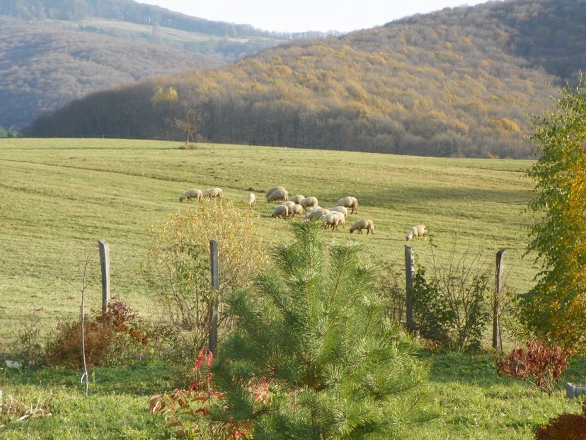 2 nov (43) - Dobarland 2017 2