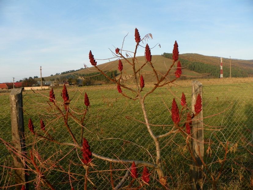 rhus typhina Laciniata - Dobarland 2017 2