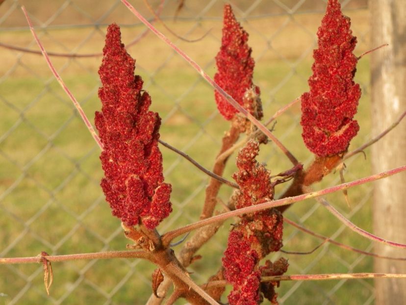 rhus typhina Laciniata - Dobarland 2017 2
