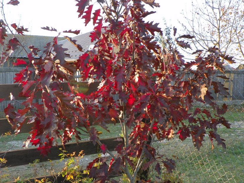 quercus Rubra - Dobarland 2017 2