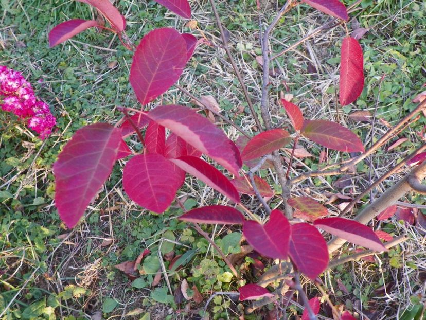 amelachier lamarckii - Dobarland 2017 2