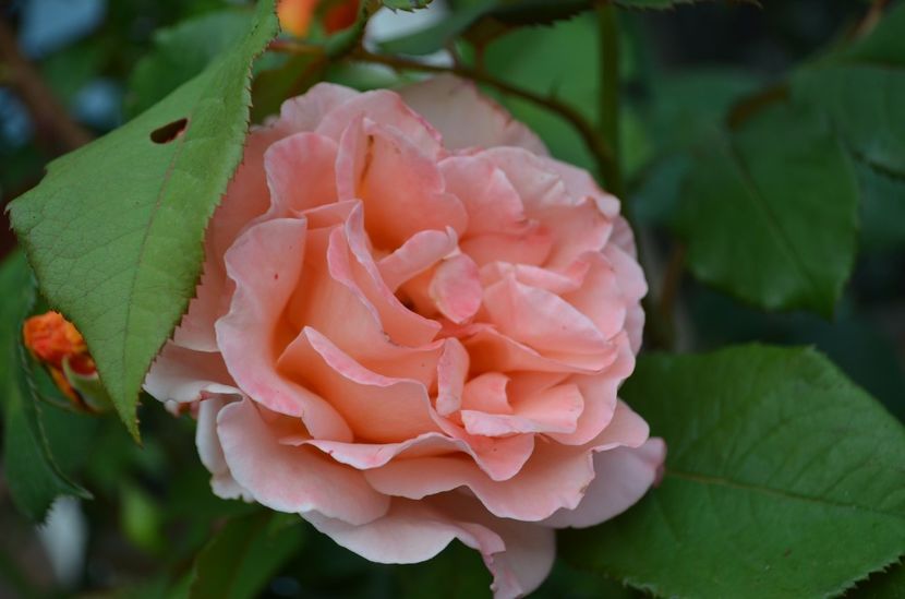  - dragostea  de natura