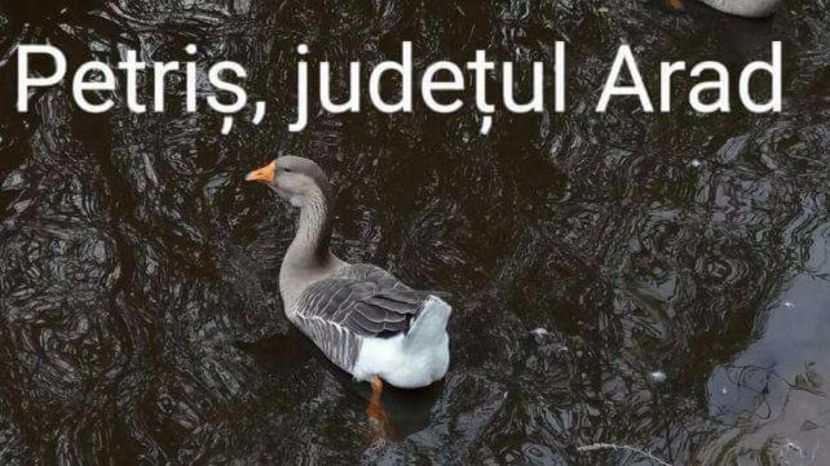  - Gâşte de vânzare - ale matuşii