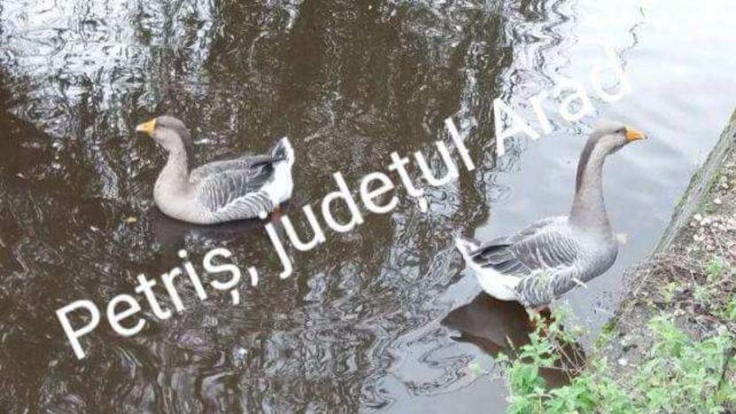  - Gâşte de vânzare - ale matuşii