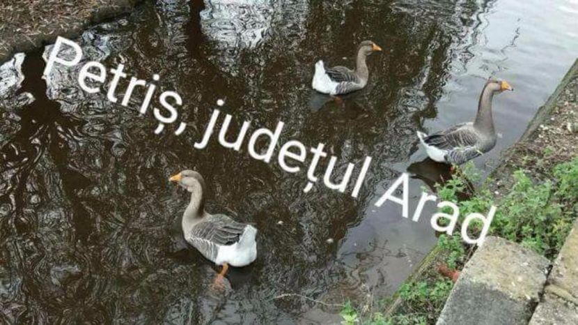  - Gâşte de vânzare - ale matuşii