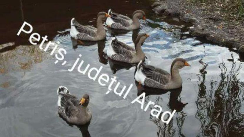  - Gâşte de vânzare - ale matuşii