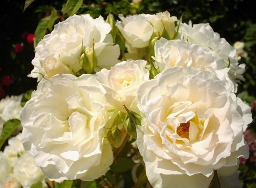 poza preluata - Sweet Blondie