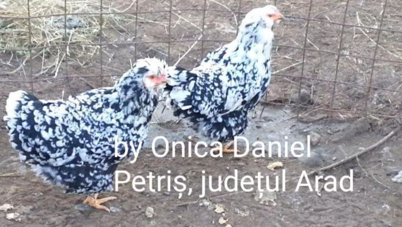  - Gaini romanesti colorate linia Onica