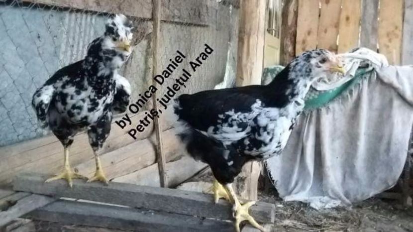  - Gaini romanesti colorate linia Onica