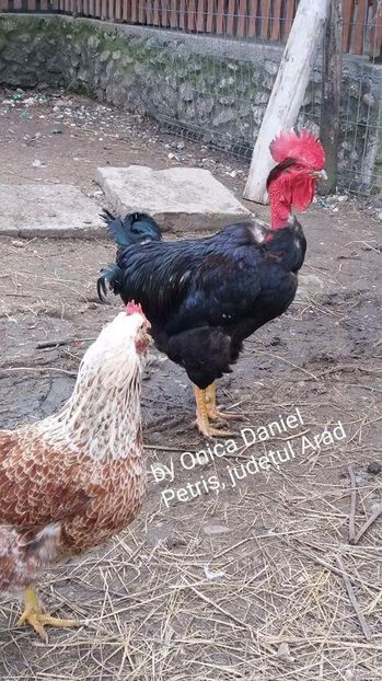  - Gaini romanesti colorate linia Onica