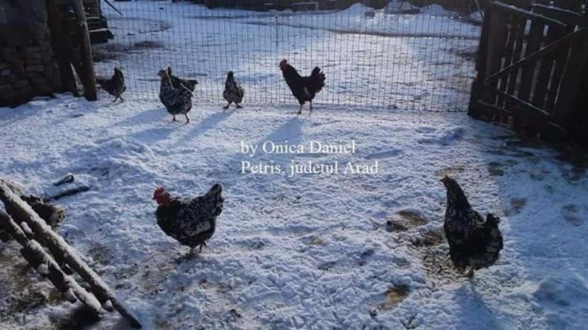  - Gaini romanesti colorate linia Onica