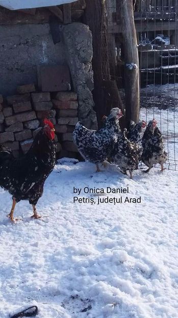  - Gaini romanesti colorate linia Onica