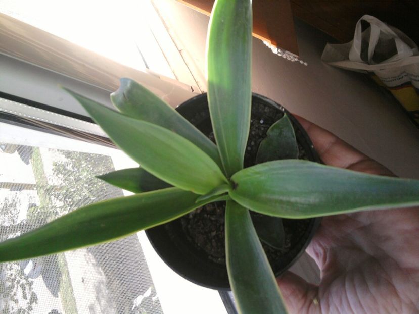 agava variegata - Octombrie si noiembrie 2017