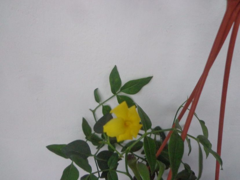 Jasmin humile - Argumente