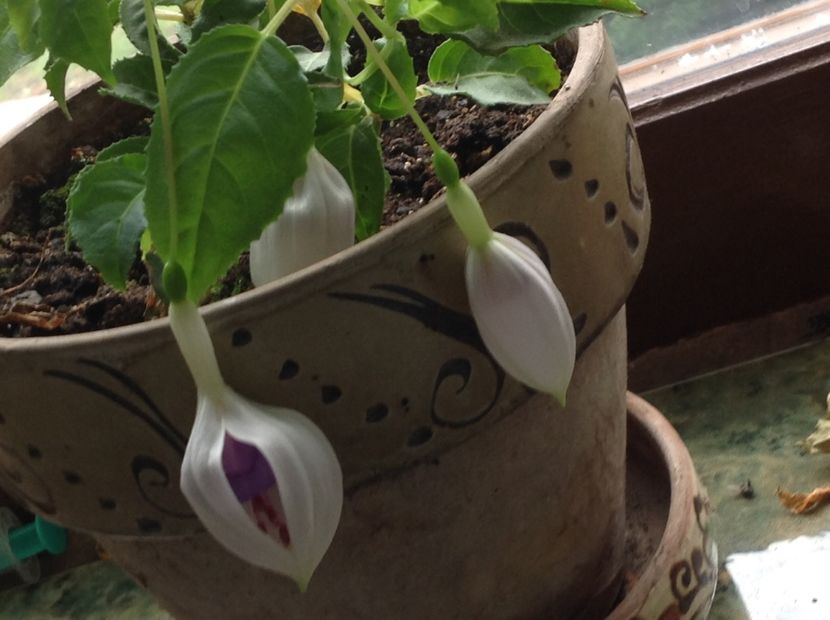 Fuchsia Jollies La Grande Lorraine - Tăiere de igienizare fucsia