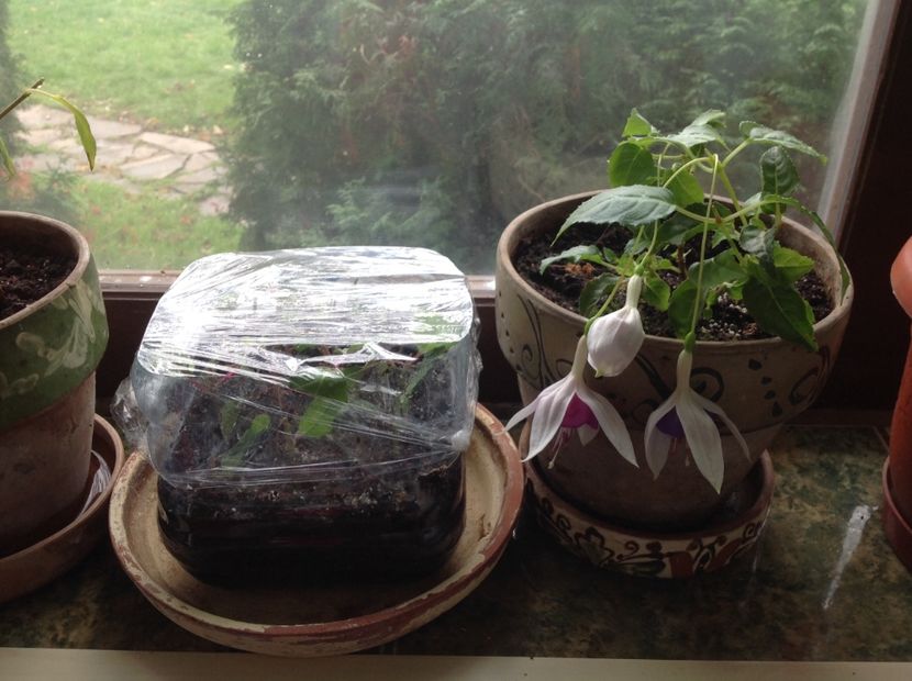 Grande  Lorraine - Tăiere de igienizare fucsia