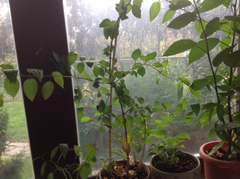 Fuchsia Blue Sarah - Tăiere de igienizare fucsia