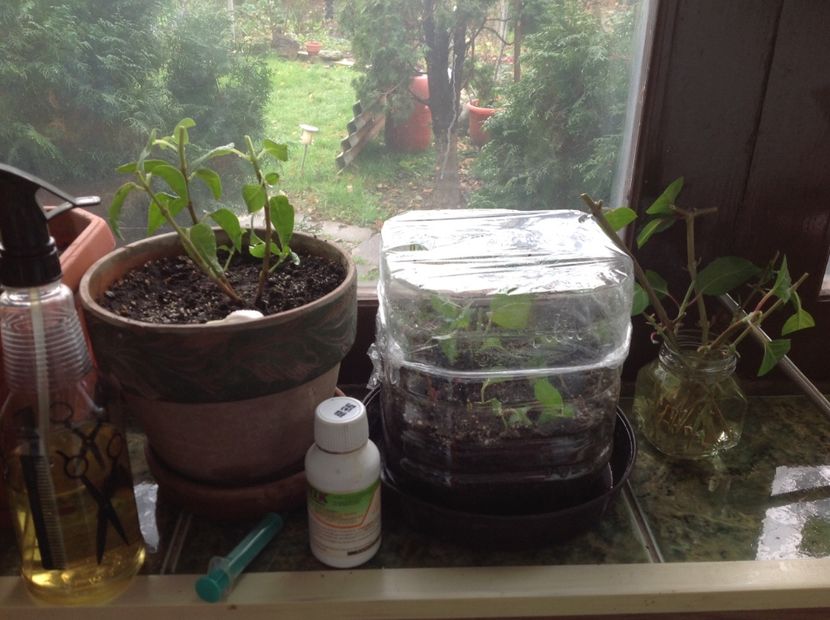 Fuchsia Jollie La Grande Avignon - Tăiere de igienizare fucsia