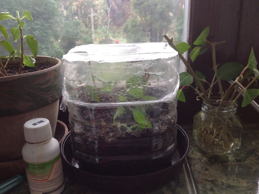  - Tăiere de igienizare fucsia